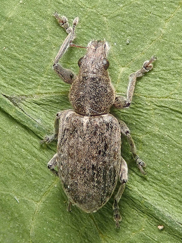 Curculionidae: Coelositona cinerascens